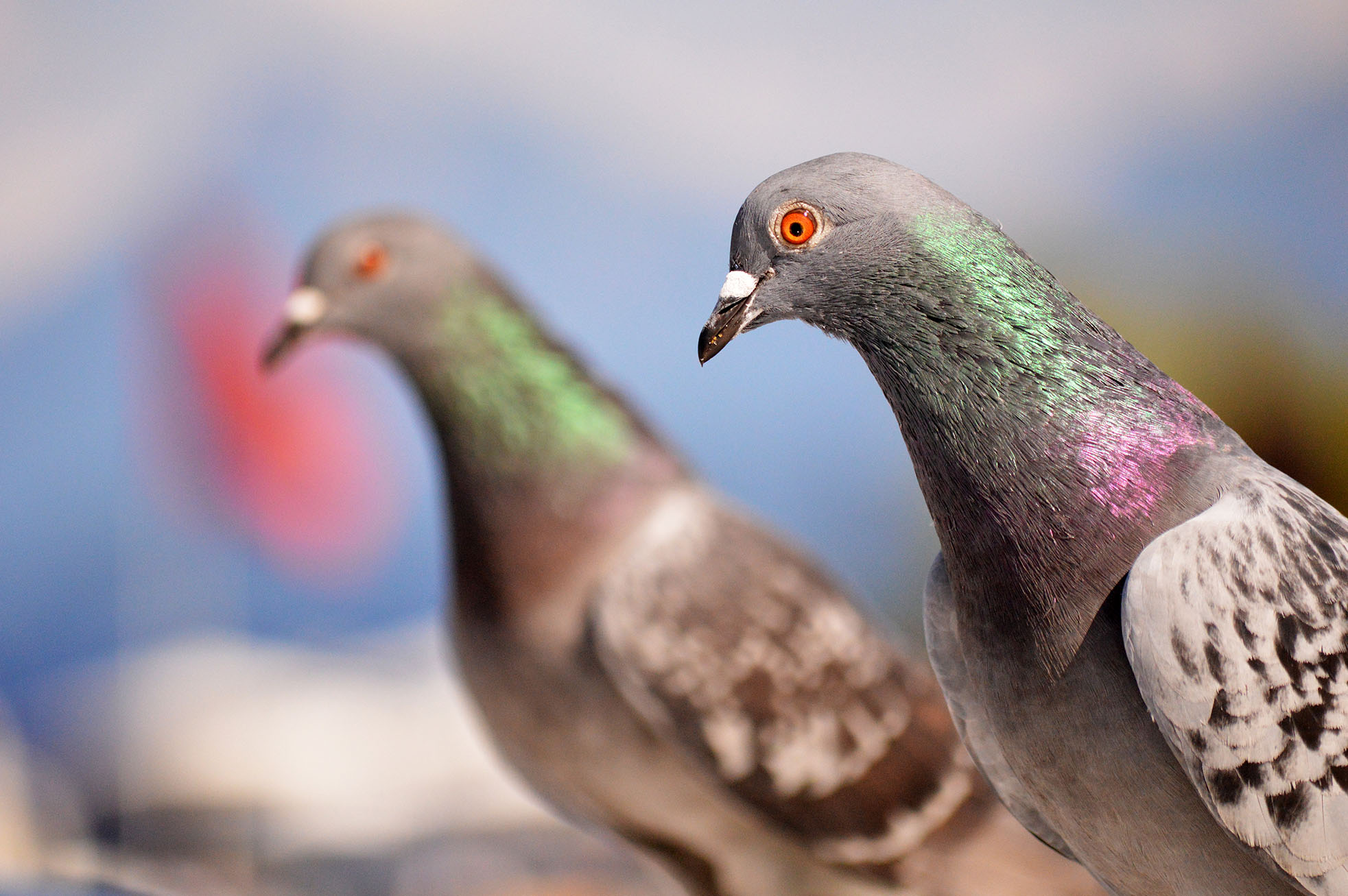 Shiny doves